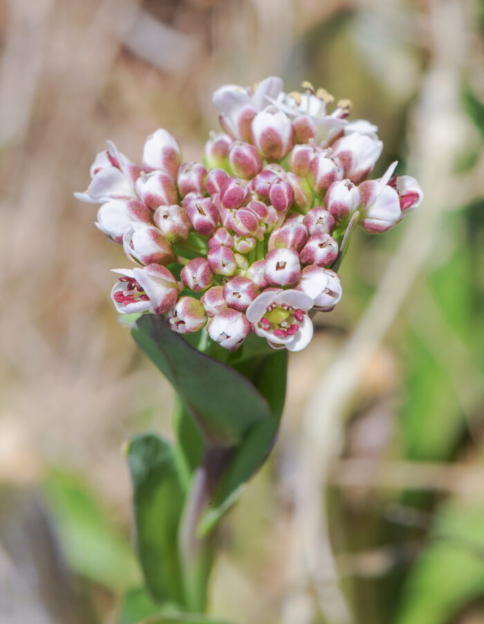 Vårpengeurt (Noccaea caerulescens)