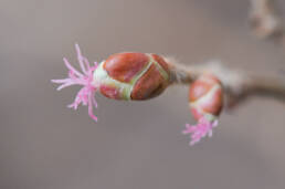 Hassel (Corylus avellana)