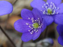 Blåveis (Hepatica nobilis)