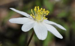 Hvitveis (Anemone nemorosa)