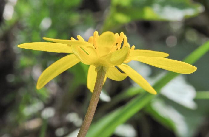 Vårkål (Ranunculus ficaria)