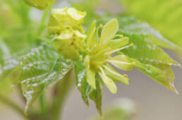 Spisslønn (Acer platanoides)
