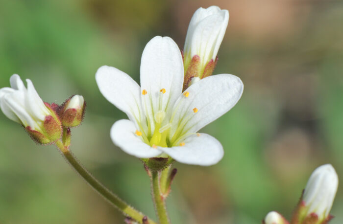 Nyresildre (Saxifraga granulata)