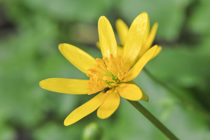 Vårkål (Ranunculus ficaria)