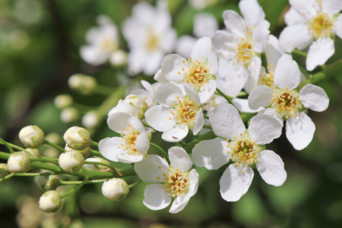 Hegg (Prunus padus)