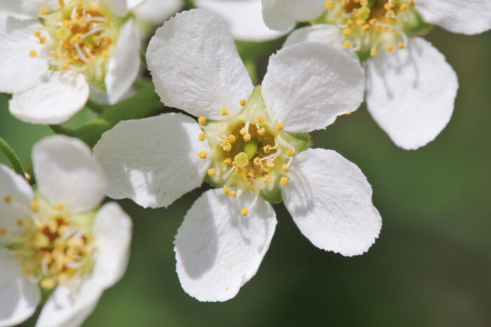 Hegg (Prunus padus)