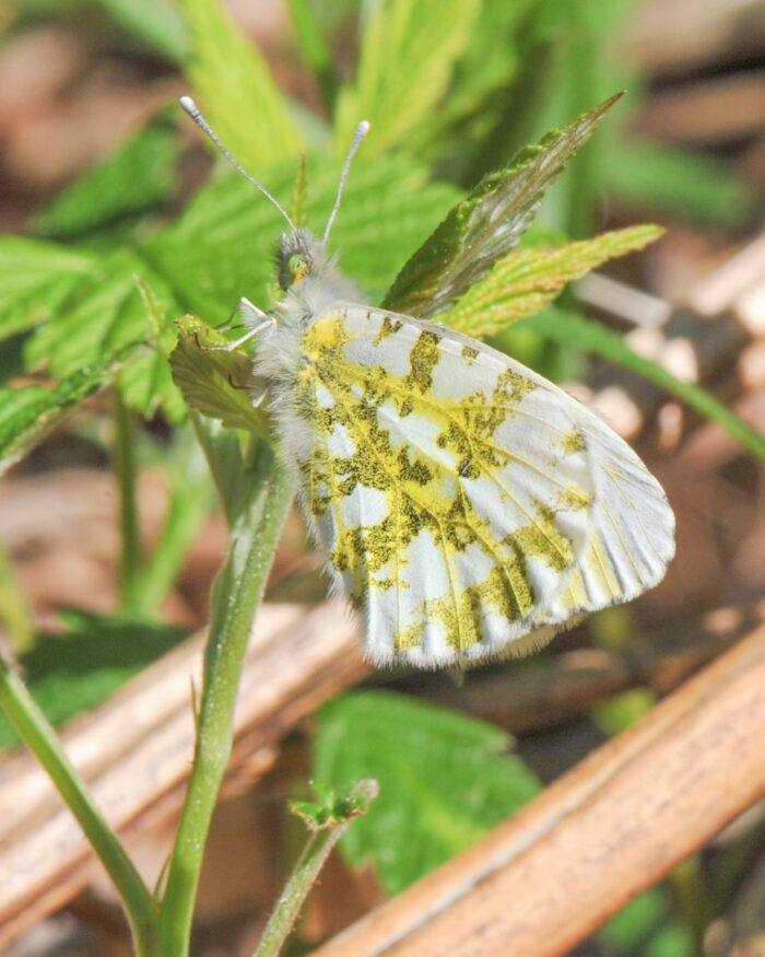 Aurorasommerfugl (Anthocharis cardamine)