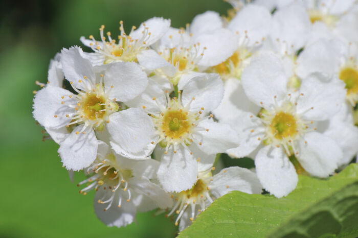 Hegg (Prunus padus)