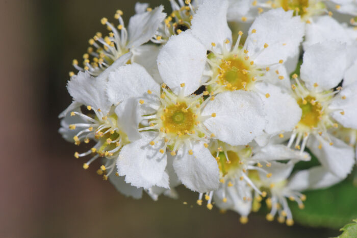 Hegg (Prunus padus)