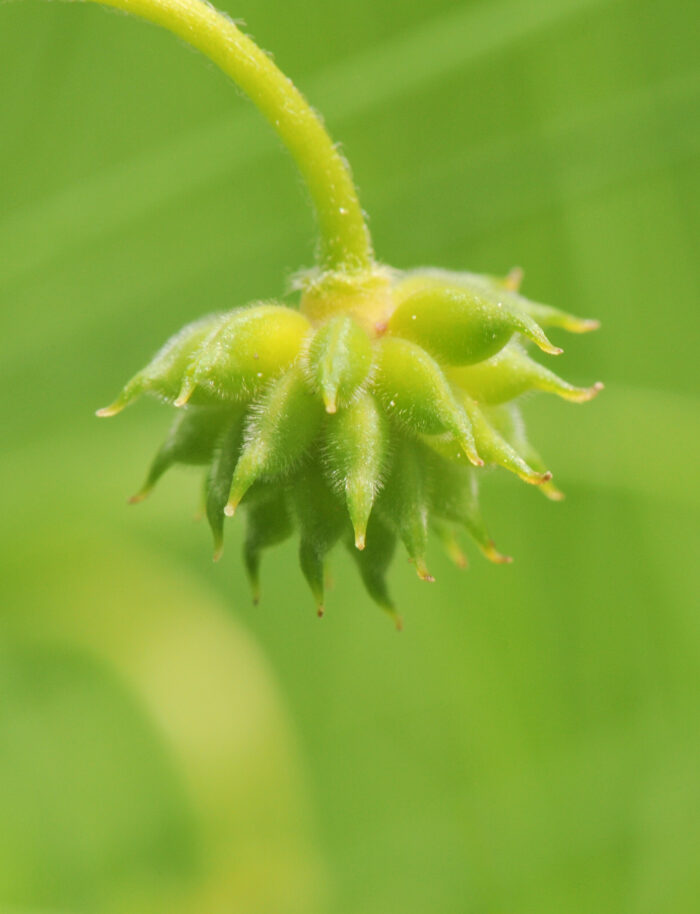 Hvitveis (Anemone nemorosa)