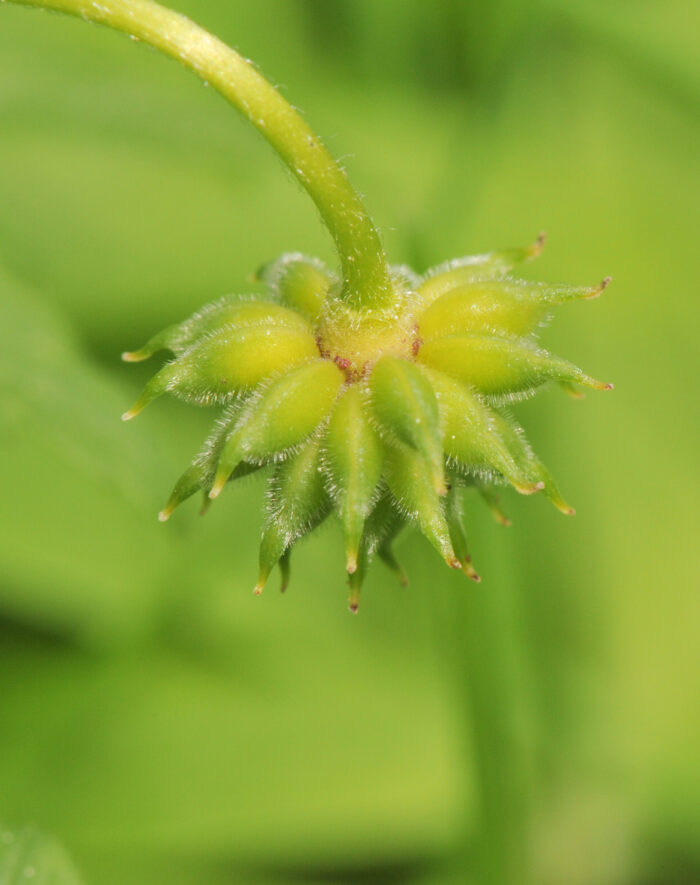 Hvitveis (Anemone nemorosa)