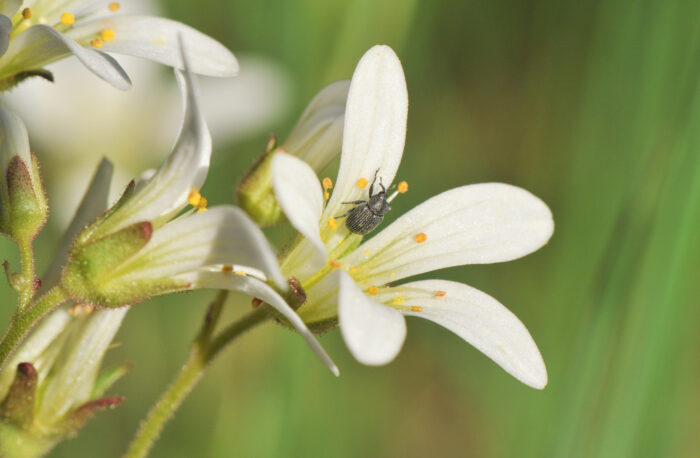 Nyresildre (Saxifraga granulata)