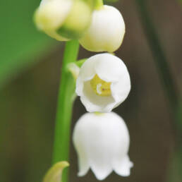 Liljekonvall (Convallaria majalis)