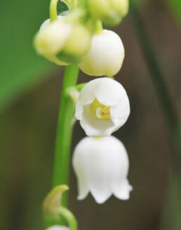 Liljekonvall (Convallaria majalis)