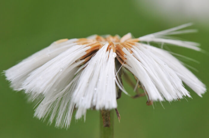 Hestehov (Tussilago farfara)