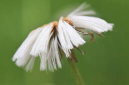 Hestehov (Tussilago farfara)