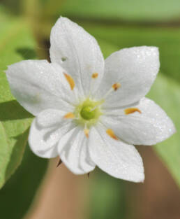 Skogstjerne (Lysimachia europaea)