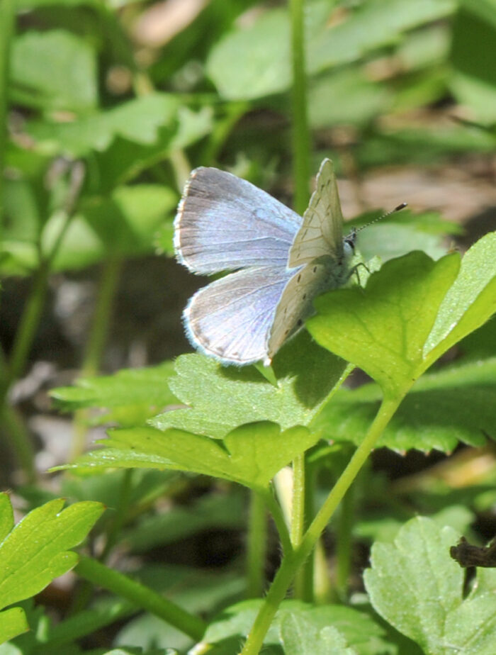 Vårblåvinge (Celastrina argiolus)