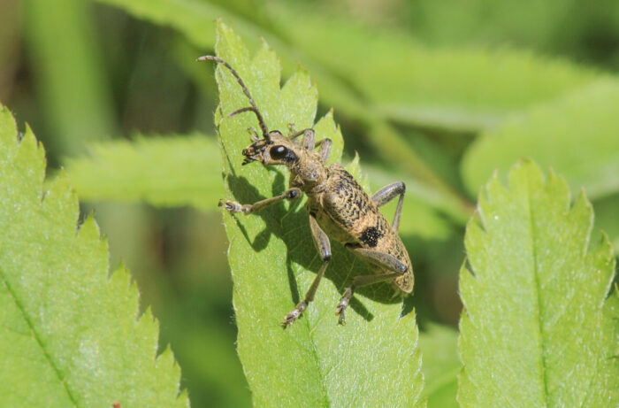 Løvtreløper (Rhagium mordax)