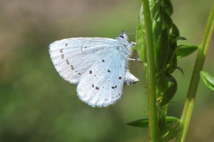 Vårblåvinge (Celastrina argiolus)