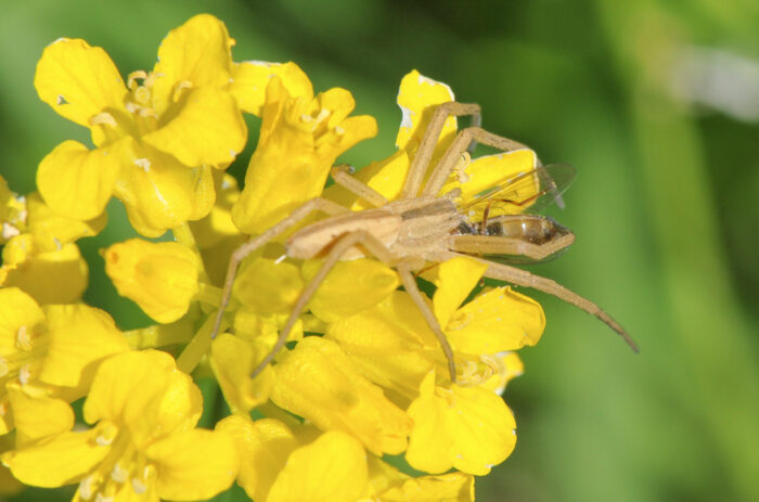 Strekløper (Tibellus oblongus)