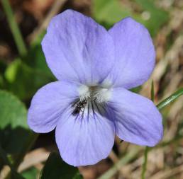 Skogfiol (Viola riviniana)