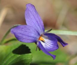 Marsfiol (Viola odorata)