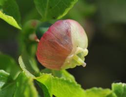 Blåbær (Vaccinium myrtillus)