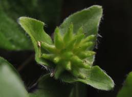 Blåveis (Hepatica nobilis)