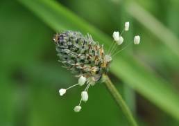 Smalkjempe (Plantago lanceolata)