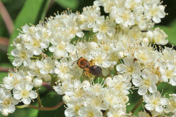 Rogn (Sorbus aucuparia)