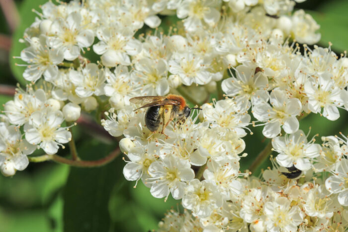 Rogn (Sorbus aucuparia)