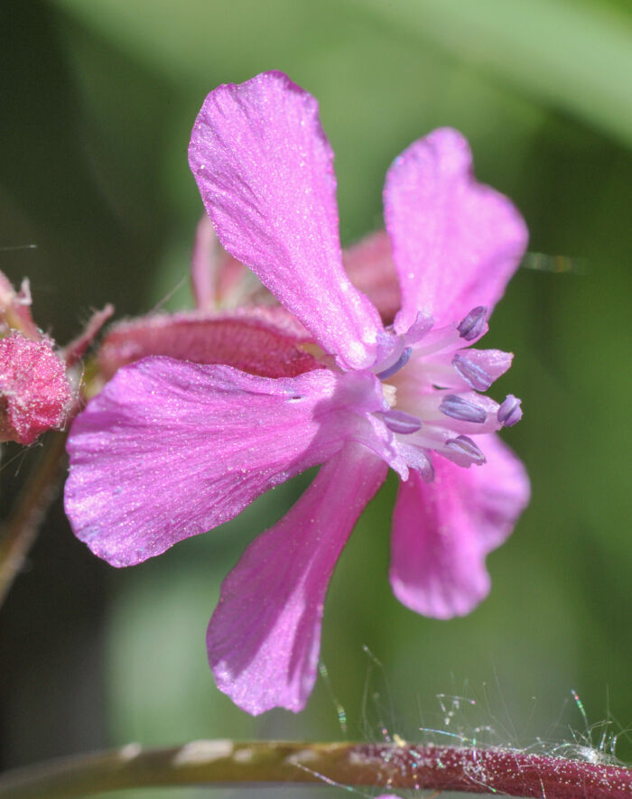 Engtjæreblom (Viscaria vulgaris)