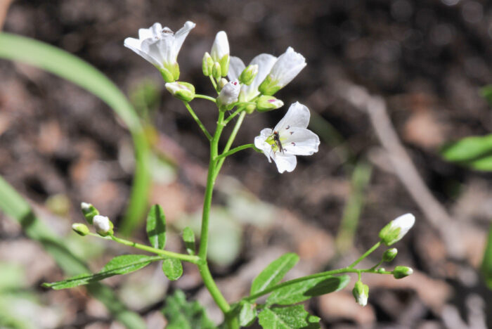 Bekkekarse (Cardamine amara)