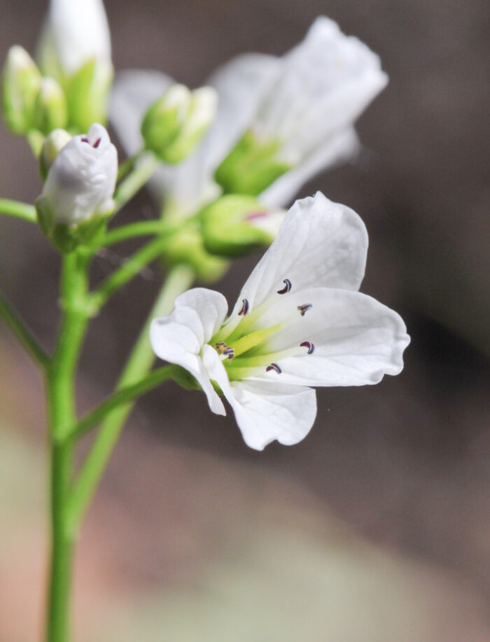 Bekkekarse (Cardamine amara)