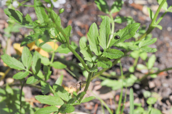 Bekkekarse (Cardamine amara)