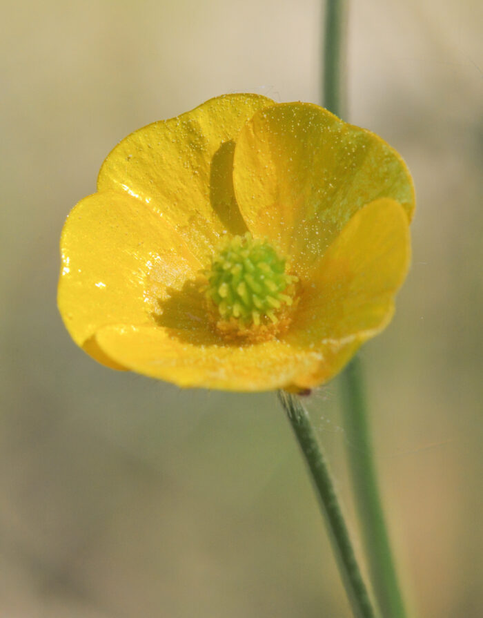 Engsoleie (Ranunculus acris)