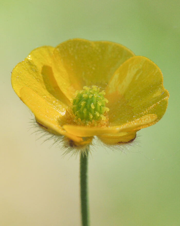 Engsoleie (Ranunculus acris)