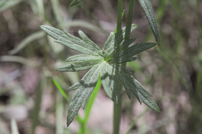 Engsoleie (Ranunculus acris)