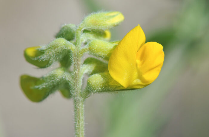 Gulflatbelg (Lathyrus pratensis)