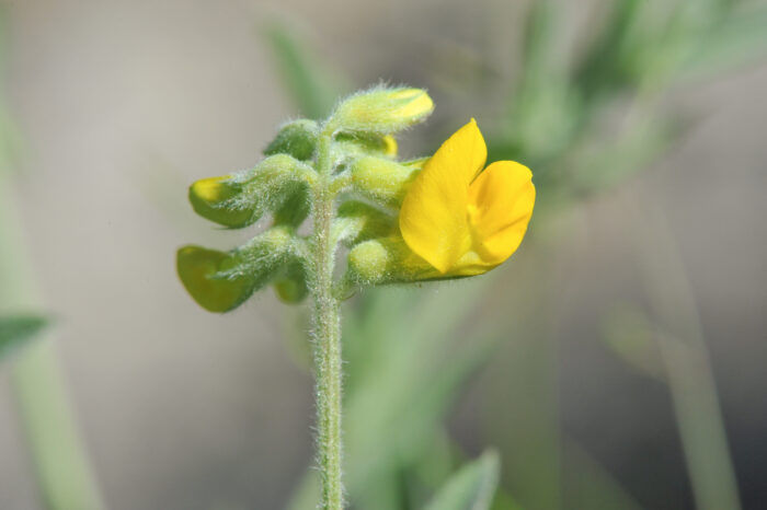 Gulflatbelg (Lathyrus pratensis)