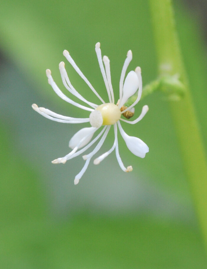 Trollbær (Actaea spicata)