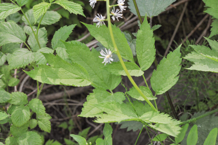 Trollbær (Actaea spicata)