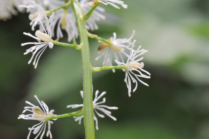 Trollbær (Actaea spicata)