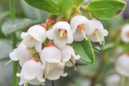 Tyttebær (Vaccinium vitis-idaea)