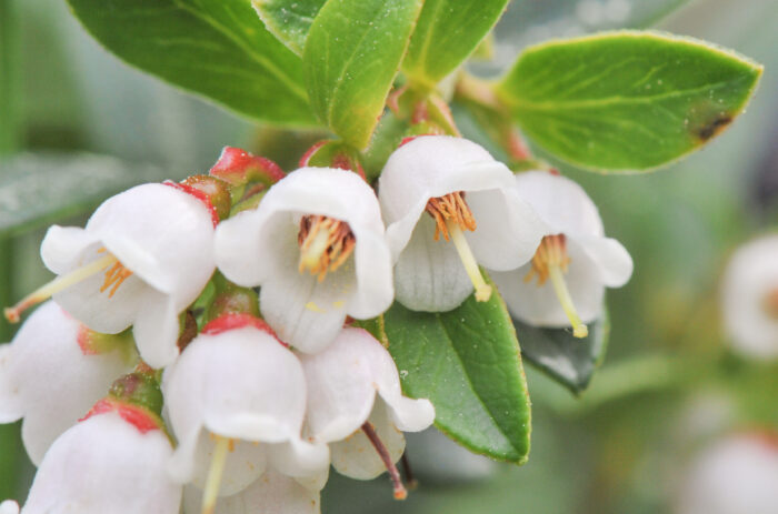 Tyttebær (Vaccinium vitis-idaea)