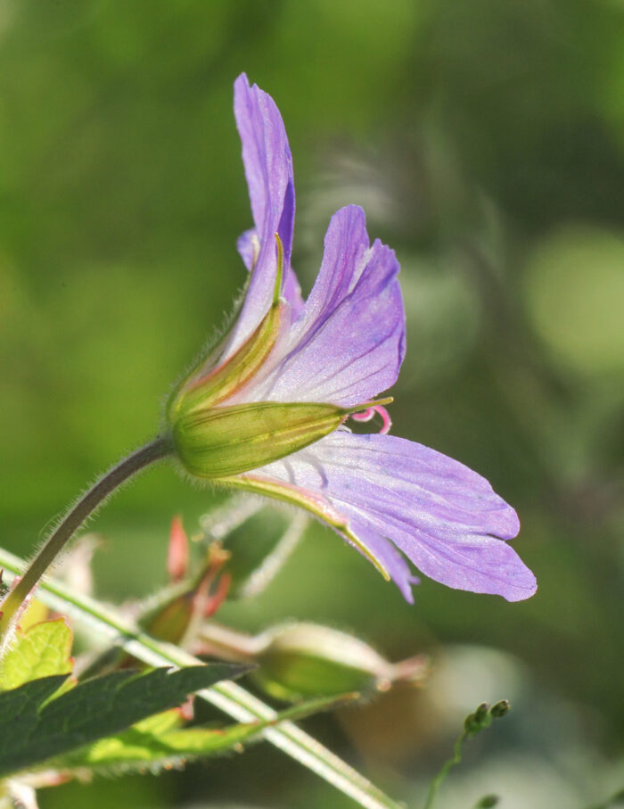 Skogstorkenebb (Geranium sylvaticum)