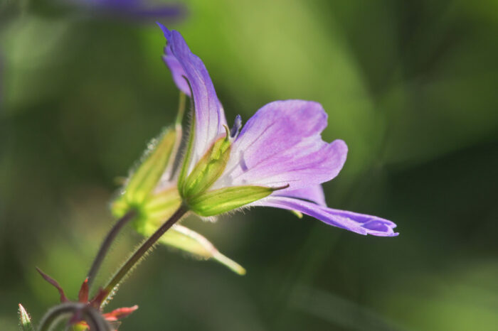 Skogstorkenebb (Geranium sylvaticum)