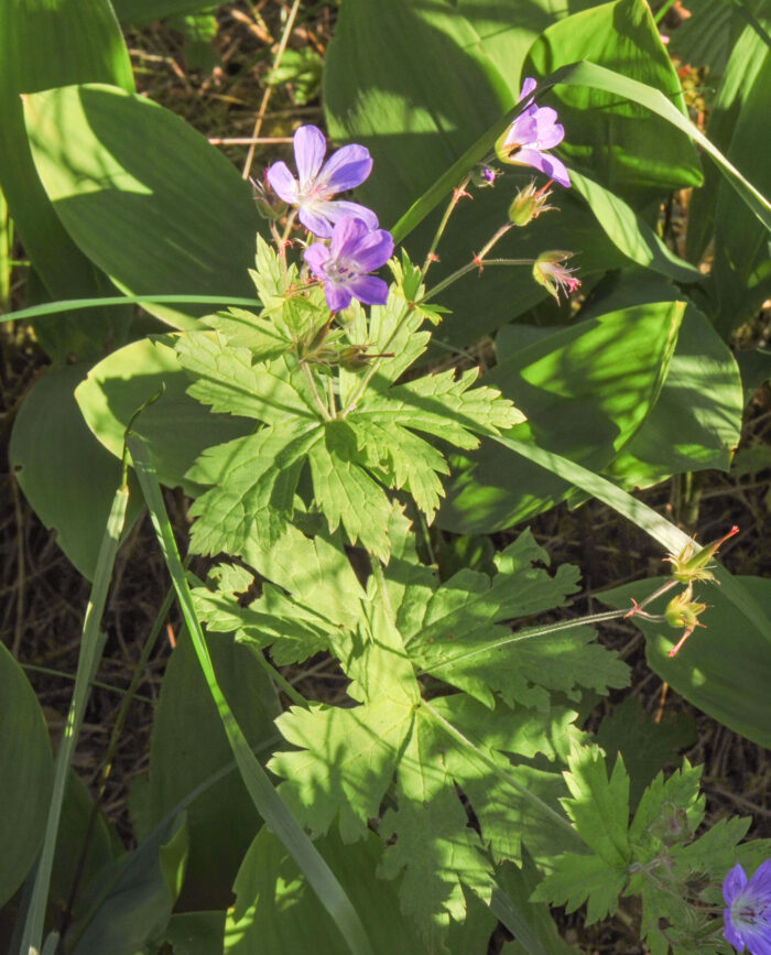 Skogstorkenebb (Geranium sylvaticum)