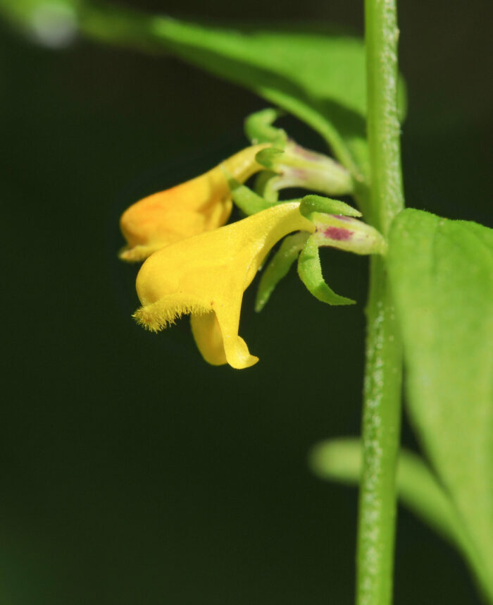 Småmarimjelle (Melampyrum sylvaticum)